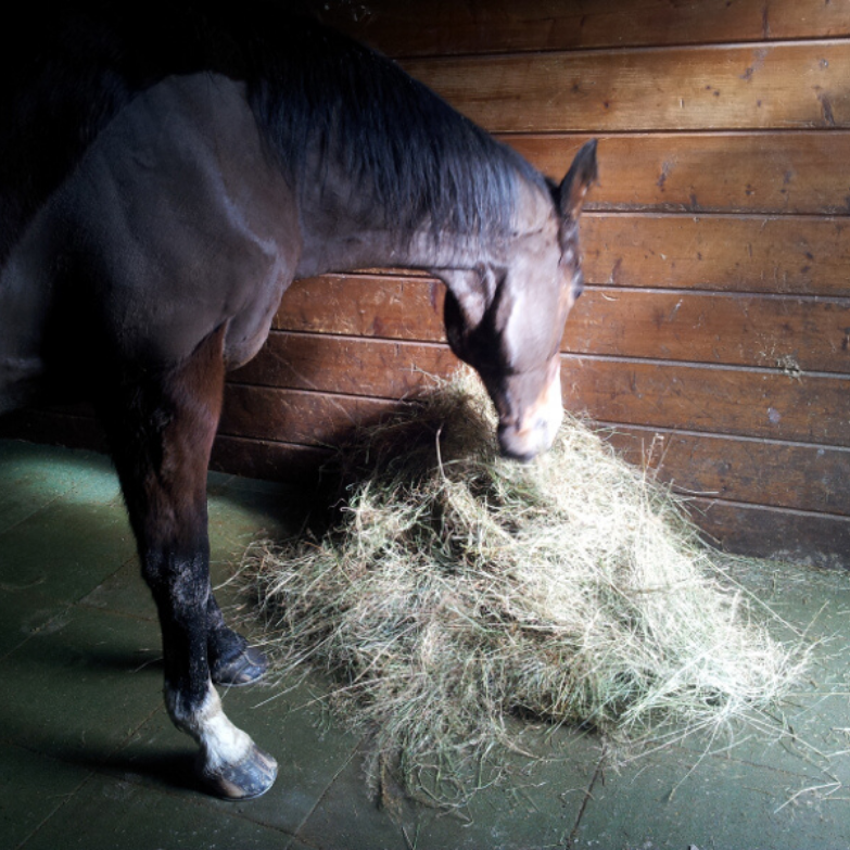 Dalle pour chevaux - Hexdalle® DJP – Image 4