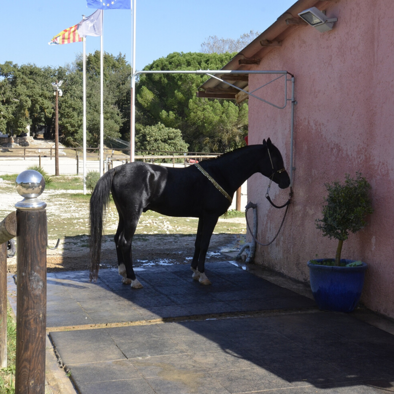 Dalle pour chevaux - Hexdalle® DJP – Image 5