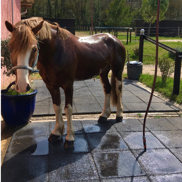 Dalle pour chevaux – Hexdalle® DJP – Image 3